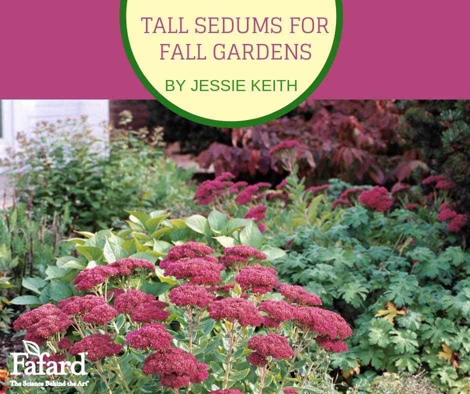 Tall Sedums for Fall Gardens Featured Image