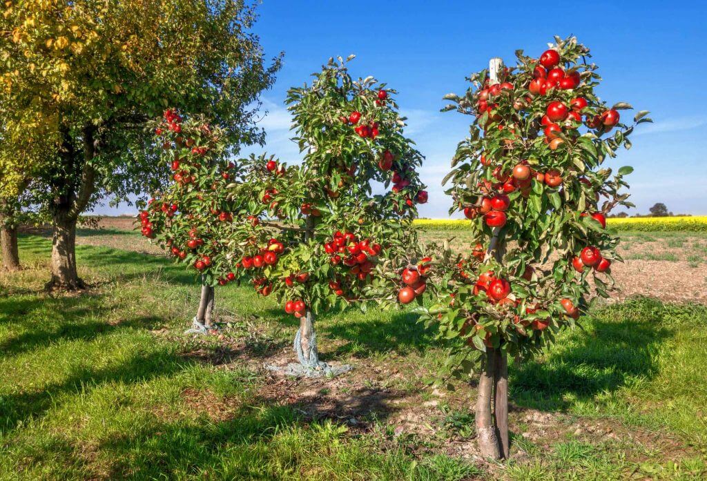 Dwarf apple trees