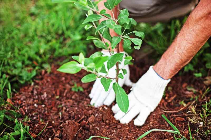 Adding bark mulch or compost around a newly planted tree