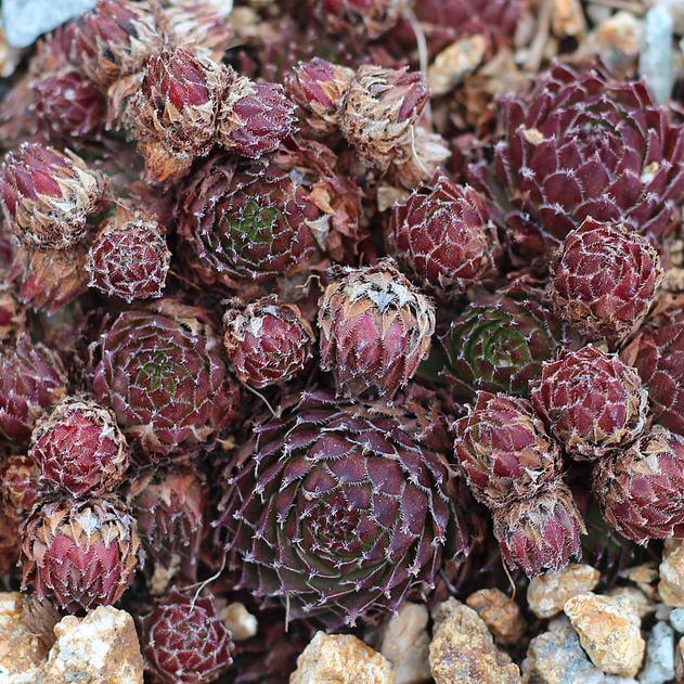 Sempervivum helveticum (Image by Mountain Crest Gardens)