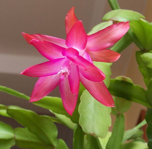 a cascade of flower petals on wire or fishing line