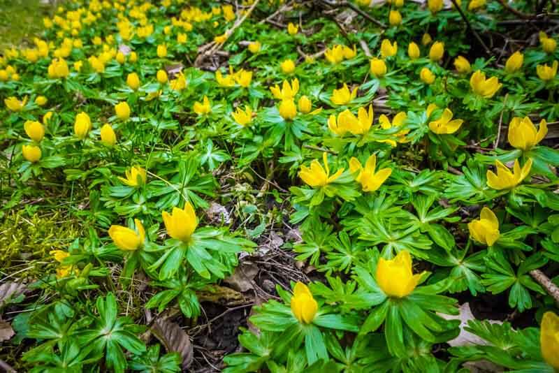 Winter aconite flowers