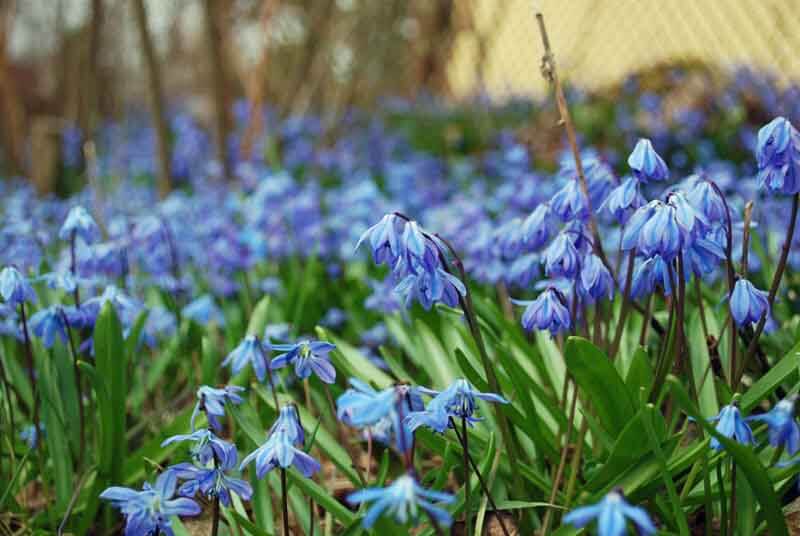 Siberian squill