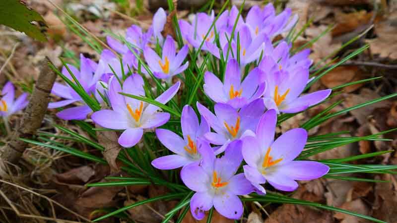 'Tommies' crocuses