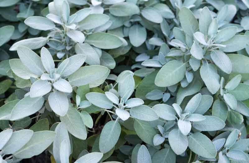 'Berggarten' sage