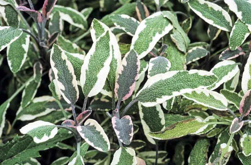 'Tricolor' sage