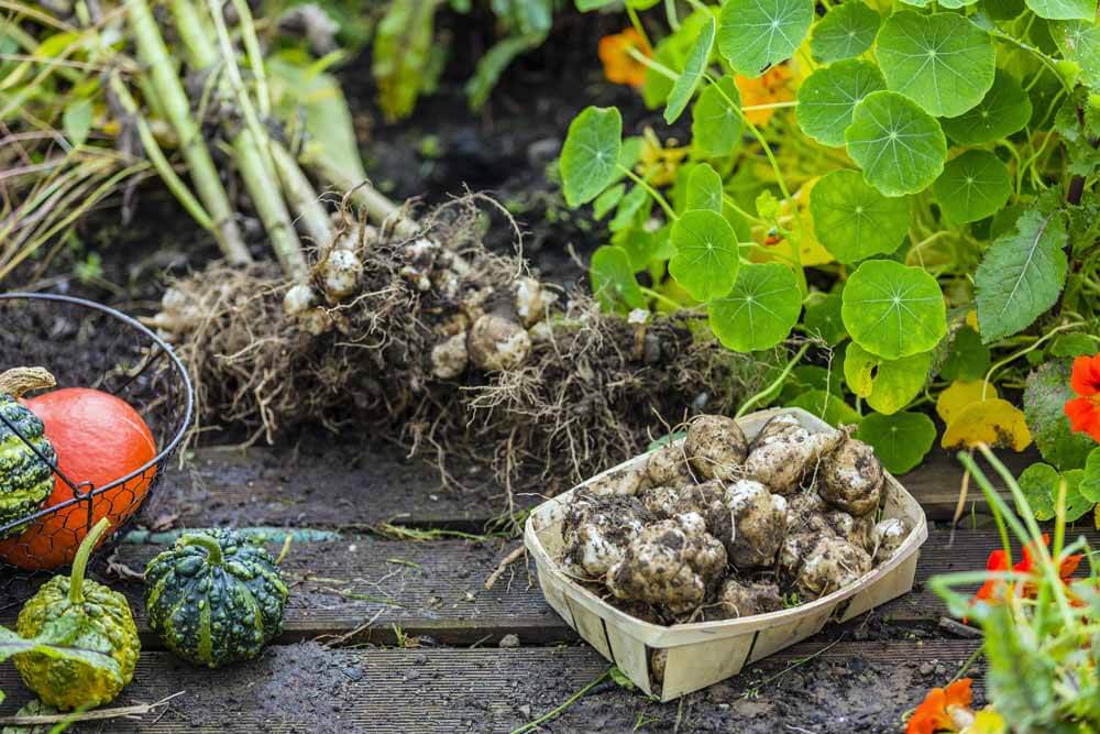 Jerusalem artichokes