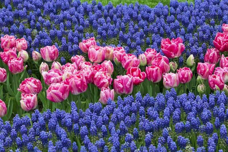 Grape hyacinths with pink tulips