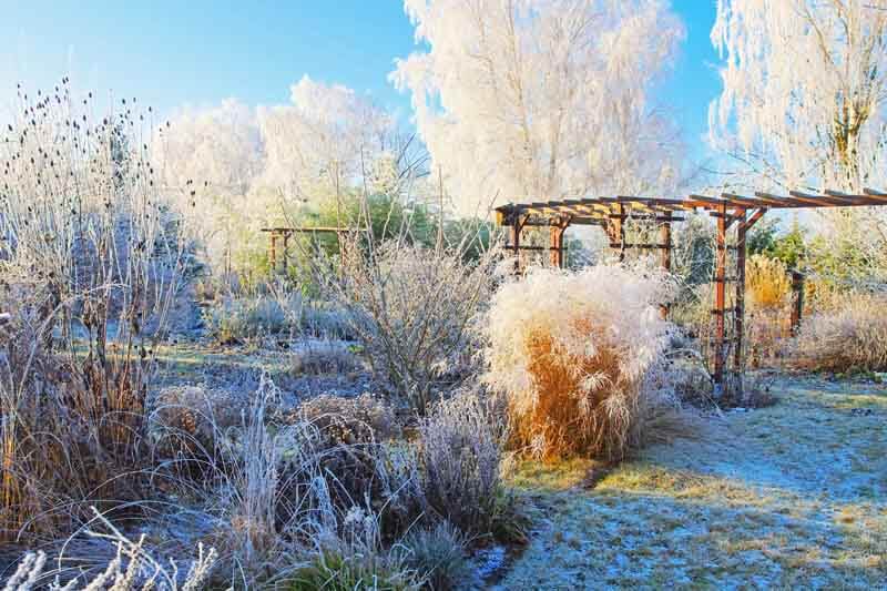 Garden covered in frost