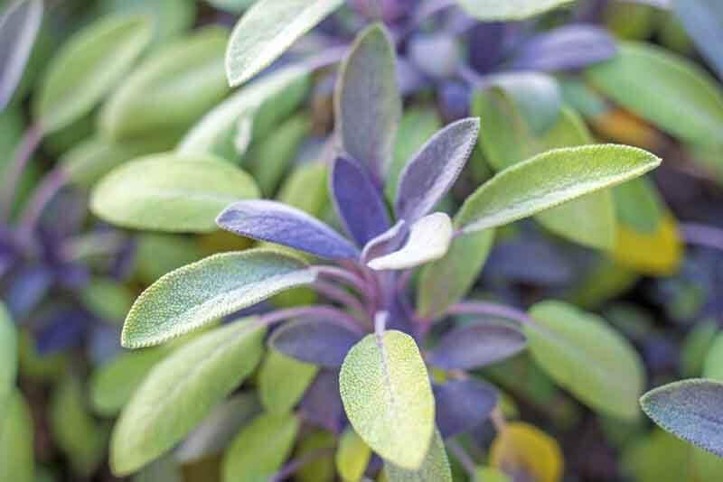 Purple sage