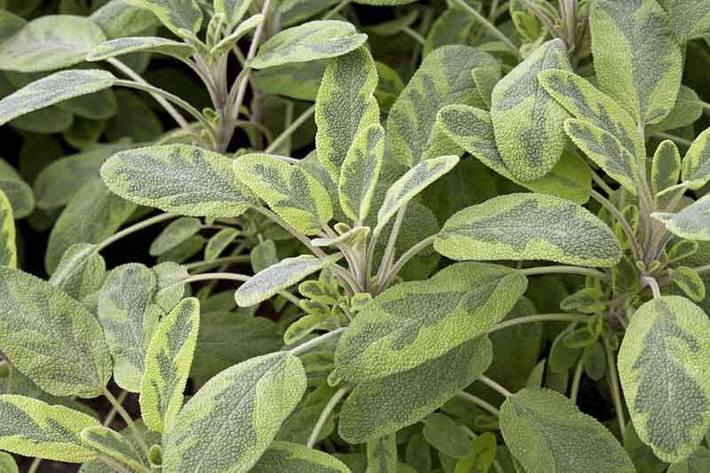 'Ictarina' sage