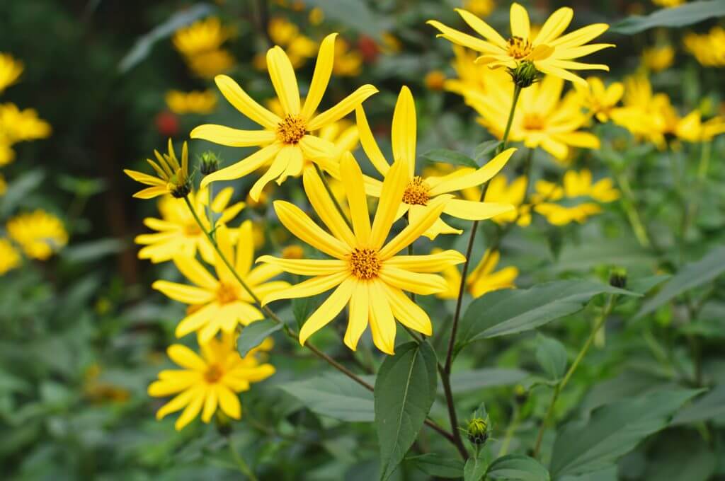 Yellow fall flowers