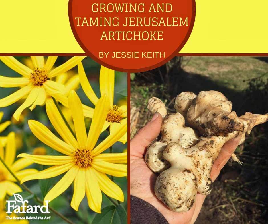 Growing and Taming Jerusalem Artichoke Featured Image