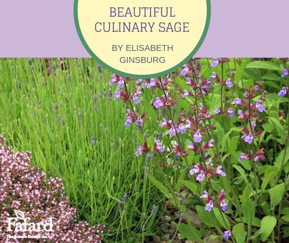 Beautiful Culinary Sage – Fafard