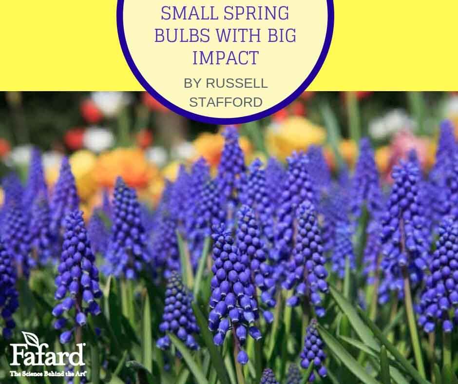 Small Spring Bulbs with Big Impact Featured Image