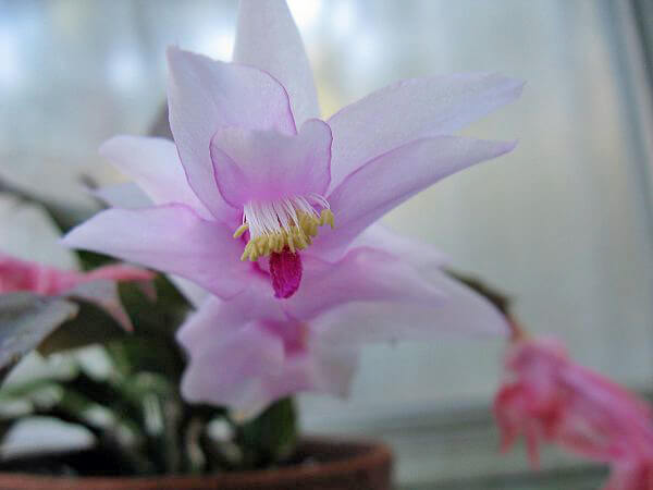 Crab (Thanksgiving) Cactus blossom