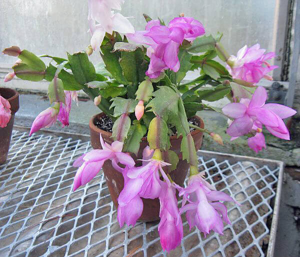 Schlumbergera truncata Wellesley