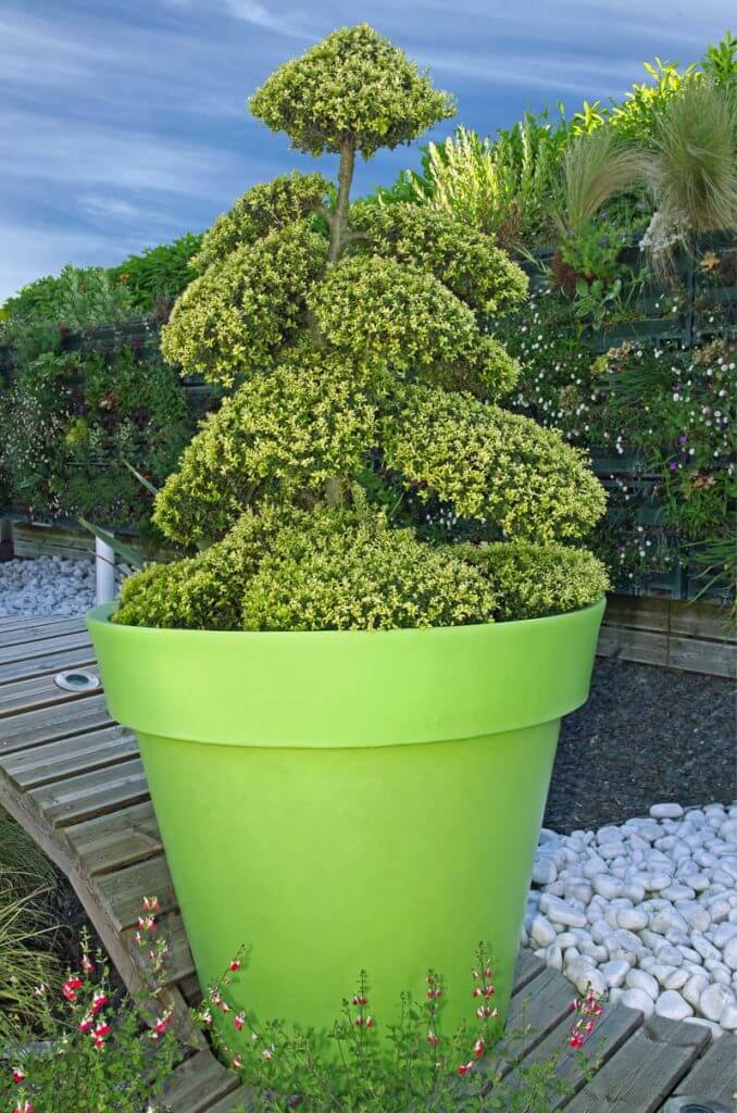Highly shaped Japanese holly in green pot