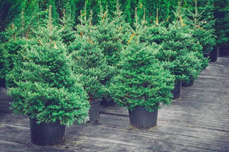 Potted fir trees