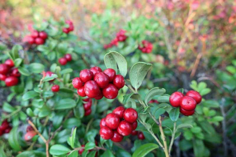 Lingonberry