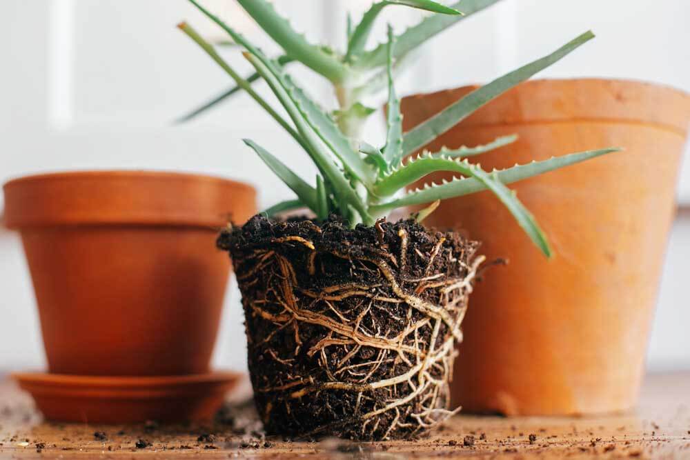 Aloe with soil and roots out of pot