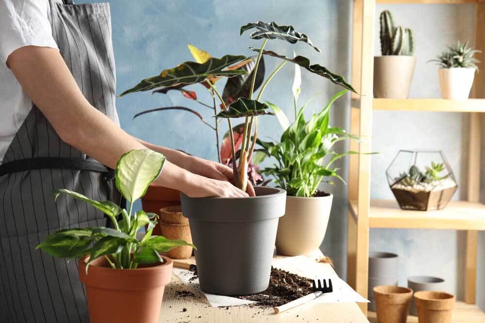 Repotted plant in larger container