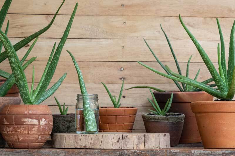 Aloe in pots and jar