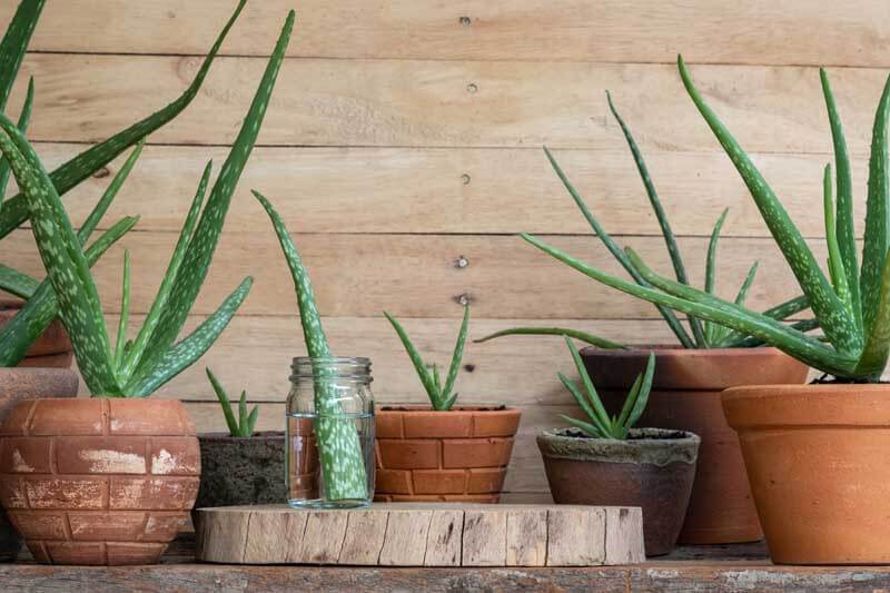 untangling and repotting a root bound plant in sphagnum moss + the  propagation parfait 