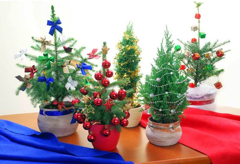 Miniature Christmas trees with ornaments