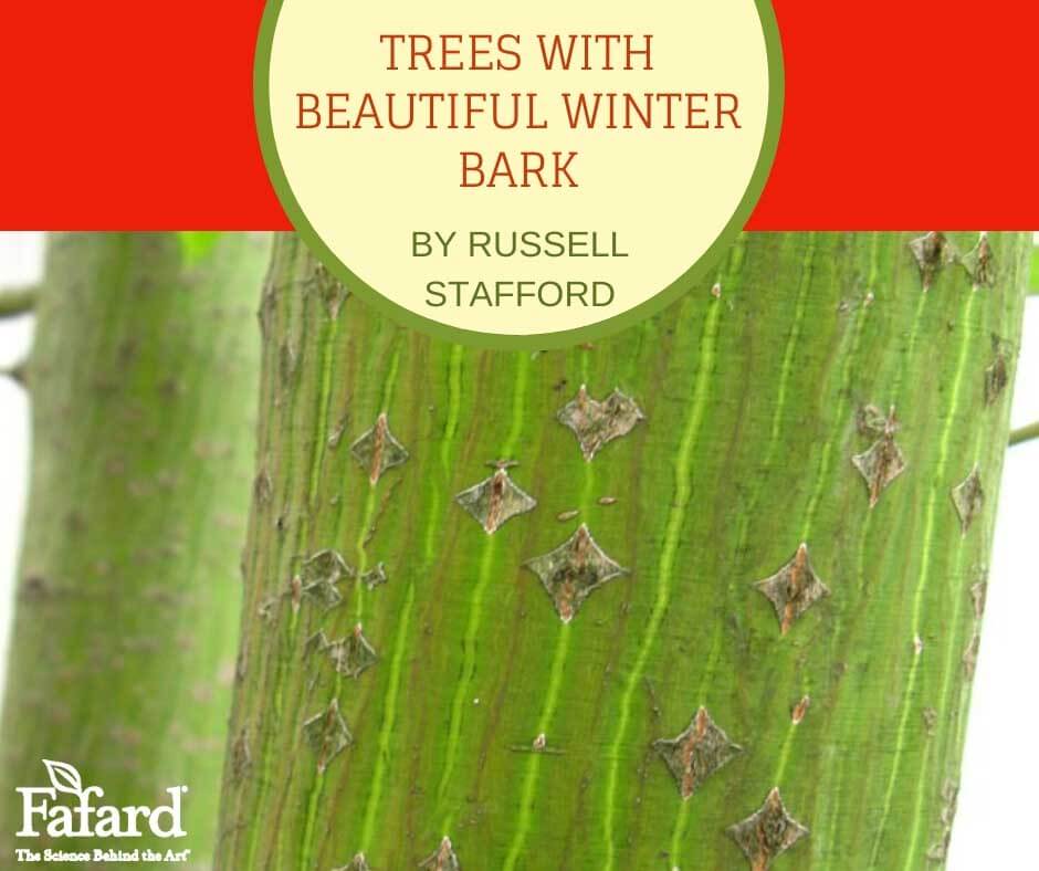 Trees with Beautiful Winter Bark – Fafard