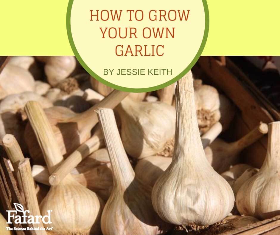 How to Grown Your Own Garlic Featured Image