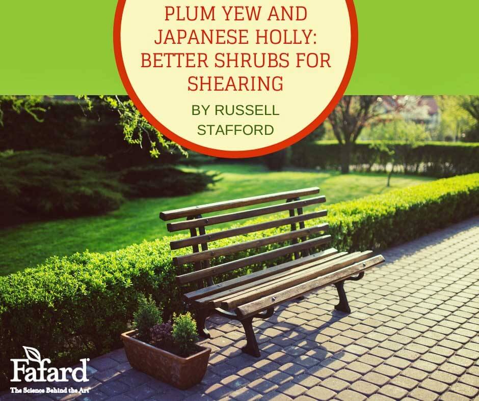 Plum Yew and Japanese Holly: Better Shrubs for Shearing Featured Image