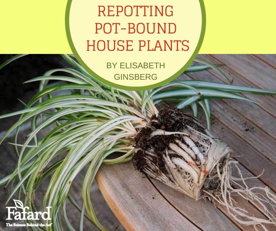 Repotting Pot-Bound House Plants Featured Image