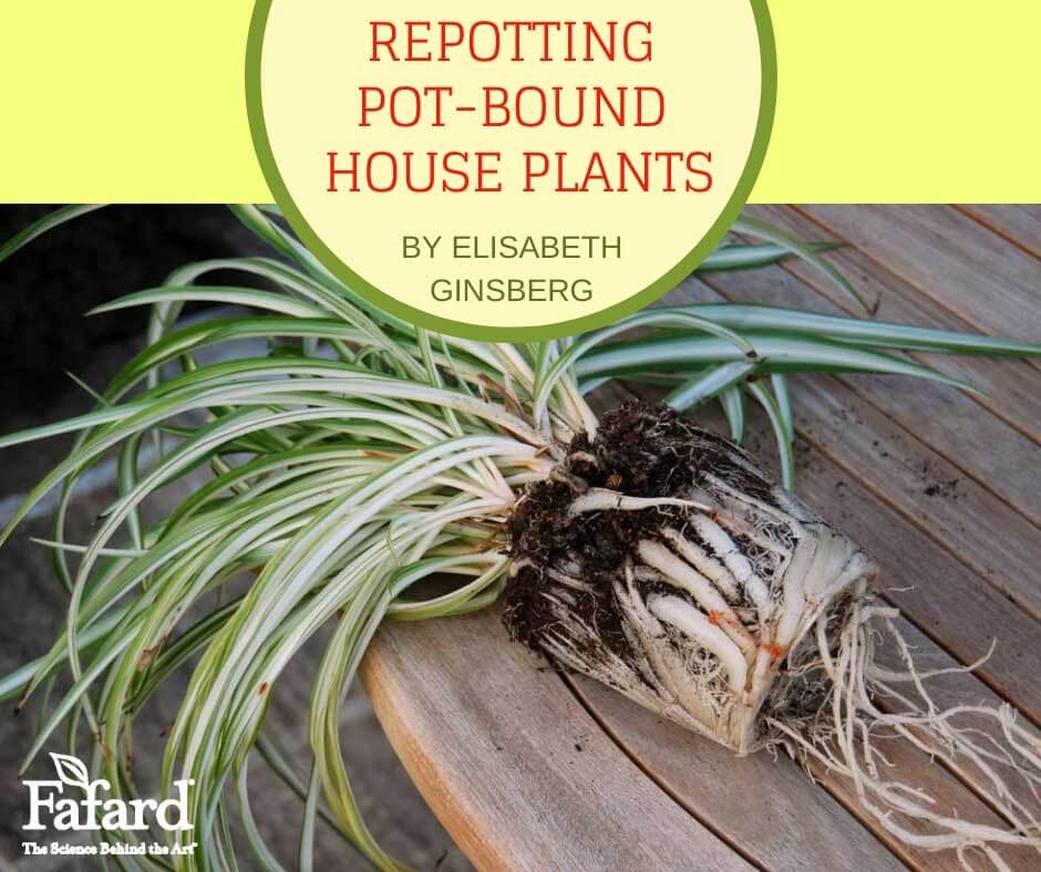 Repotting PotBound House Plants Fafard