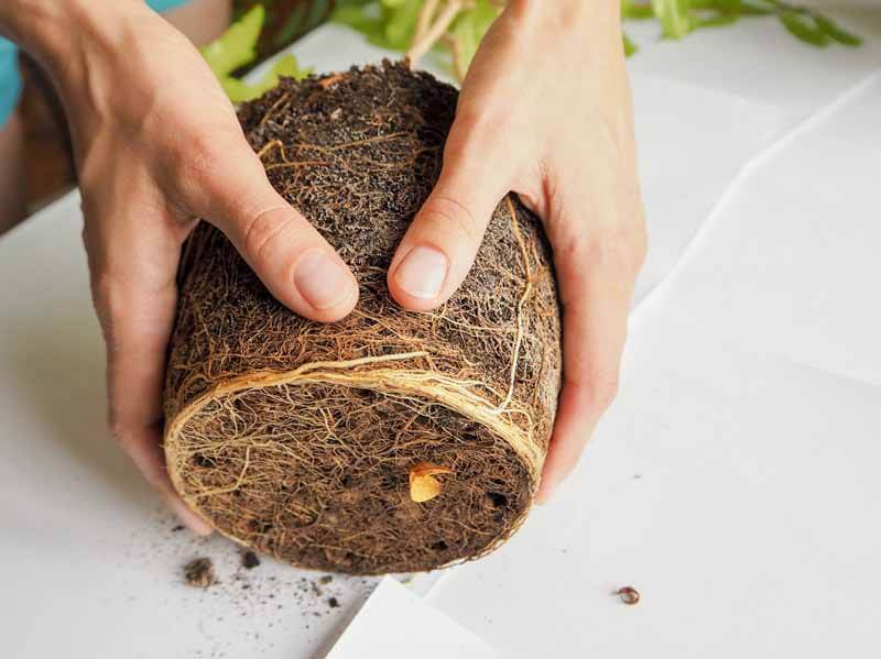 The roots of a pot-bound plant have no place to go and begin growing in a circular fashion.