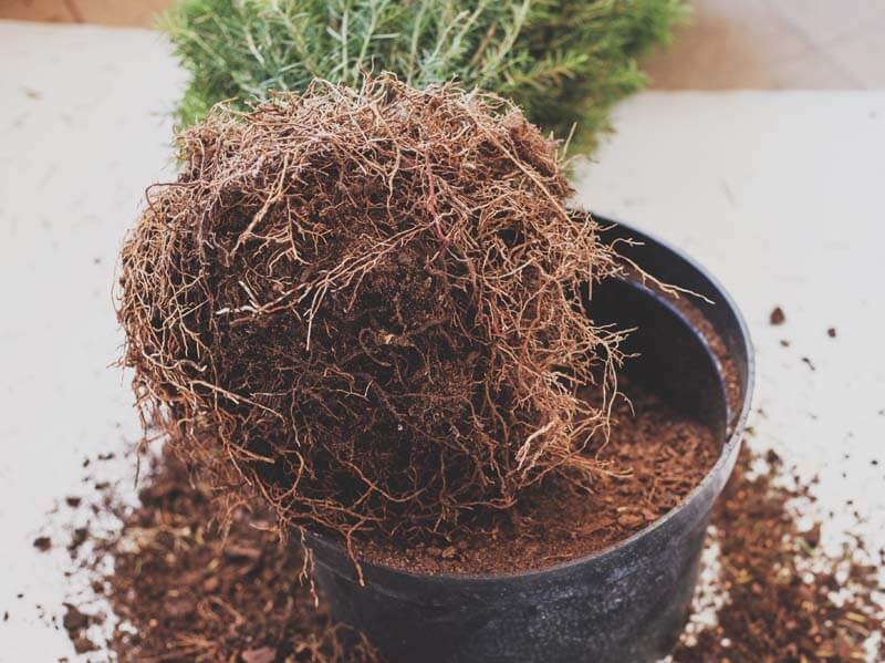 Roots from a potted plant