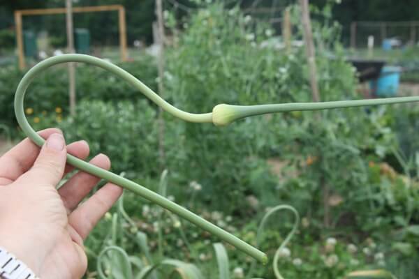 Garlic scapes