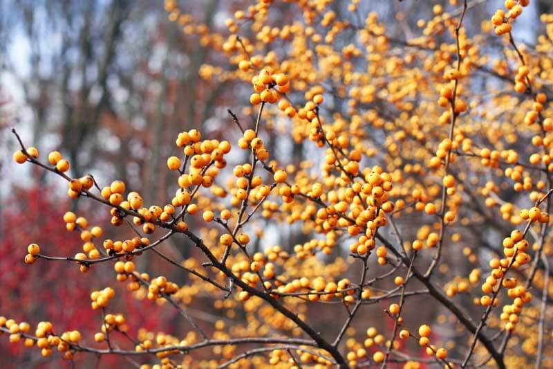 Wintergold berries