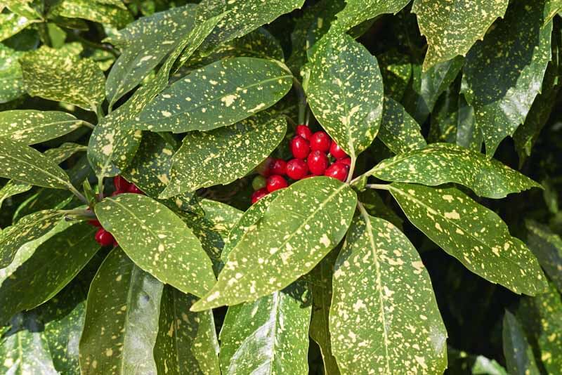 Spotted Laurel 'Variegata'