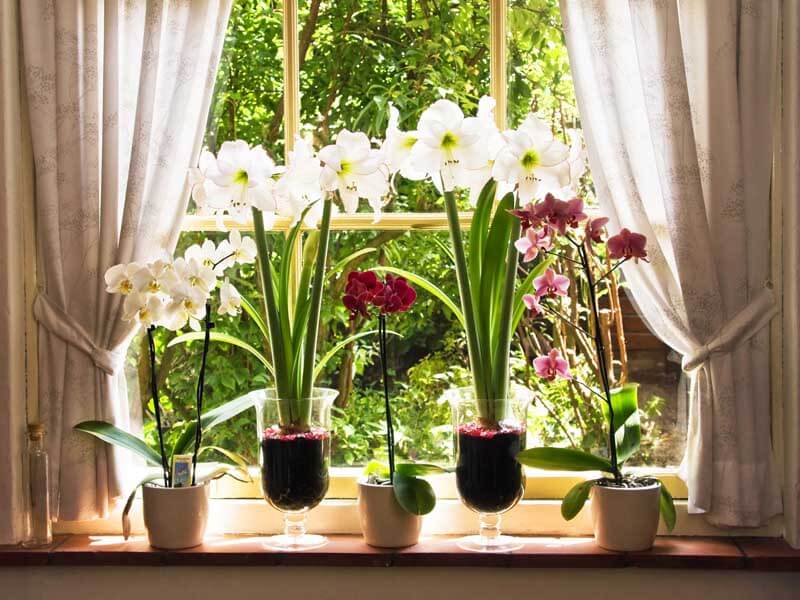 Amaryllis by the window