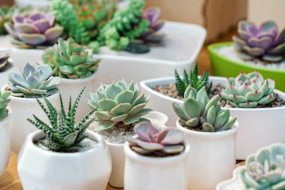 Mini succulents in white pots