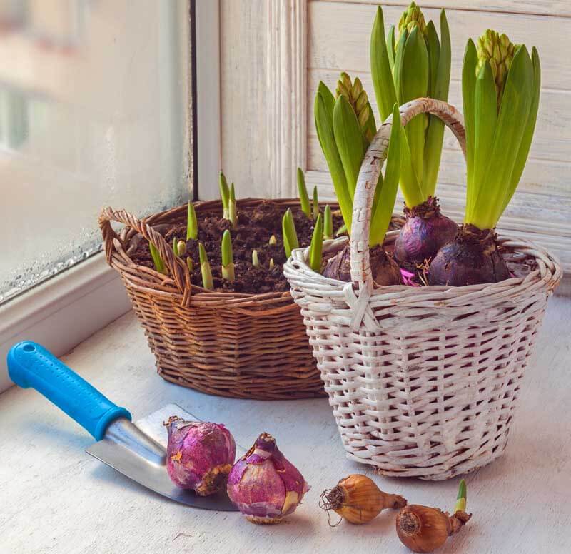 Hyacinth and daffodil bulbs in baskets