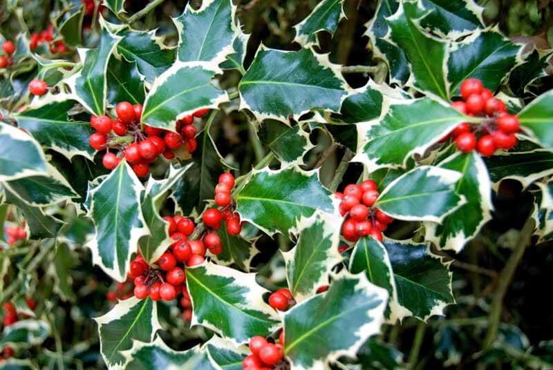 Variegated Holly Bush