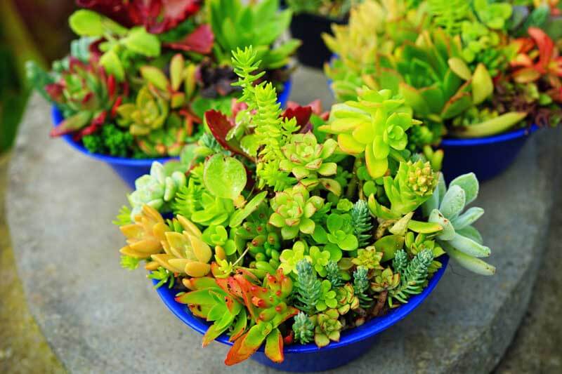 Blue containers with a variety of succulents