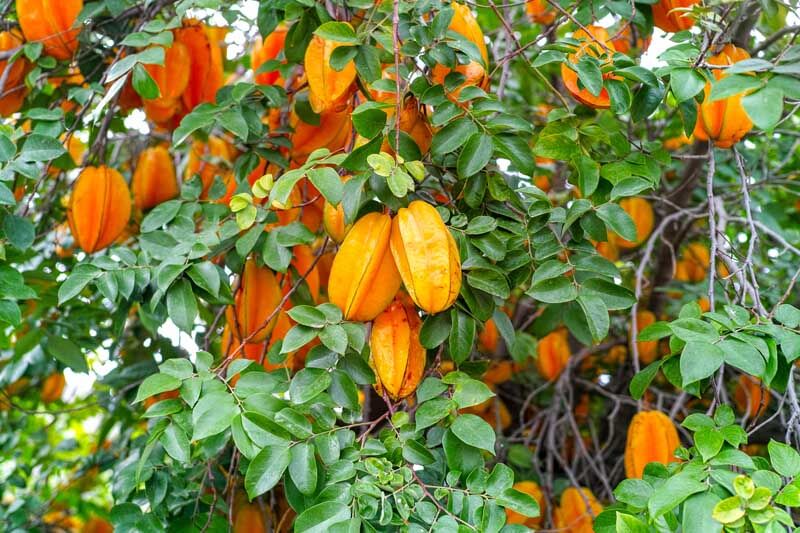 Árboles frutales tropicales de interior