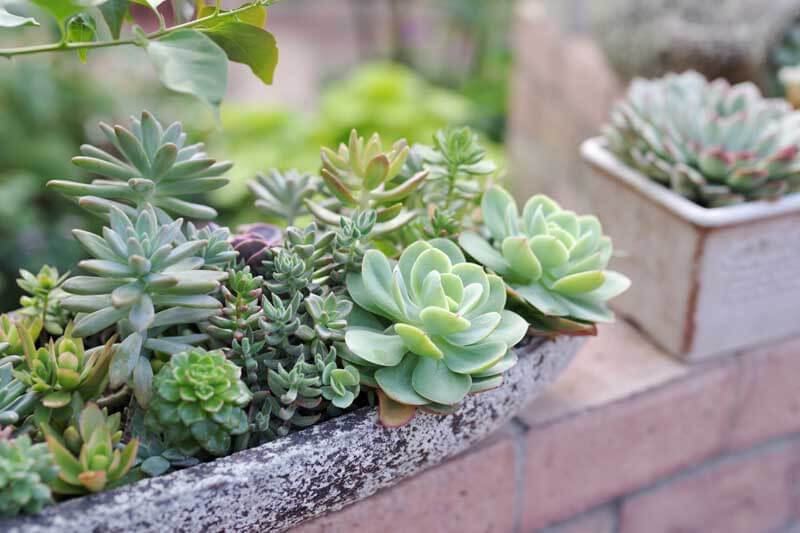 Outdoor potted succulents 