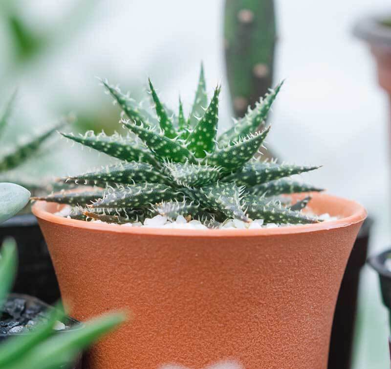 Aloe/Succulent in Ribbed Pot at