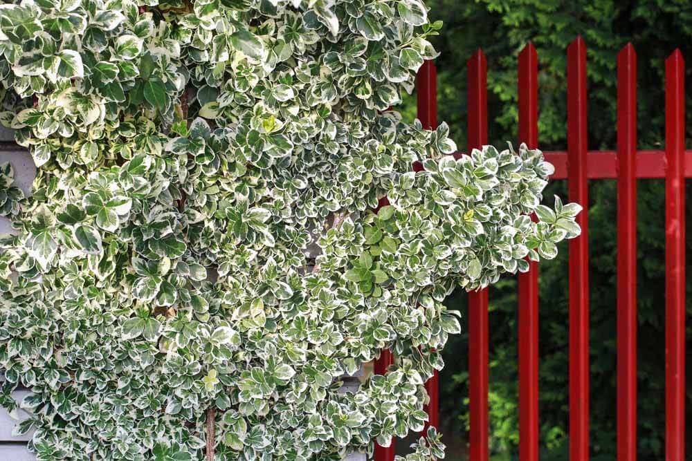 variegated euonymus ground cover