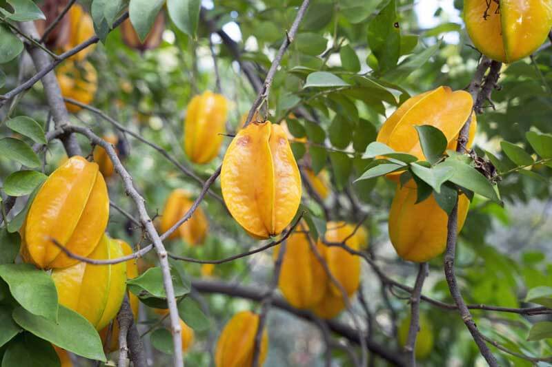 Star Fruit - *Wigert's Specimen Tree* - Wigert's Bonsai