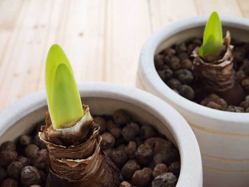 Two amaryllis sprouts in pots